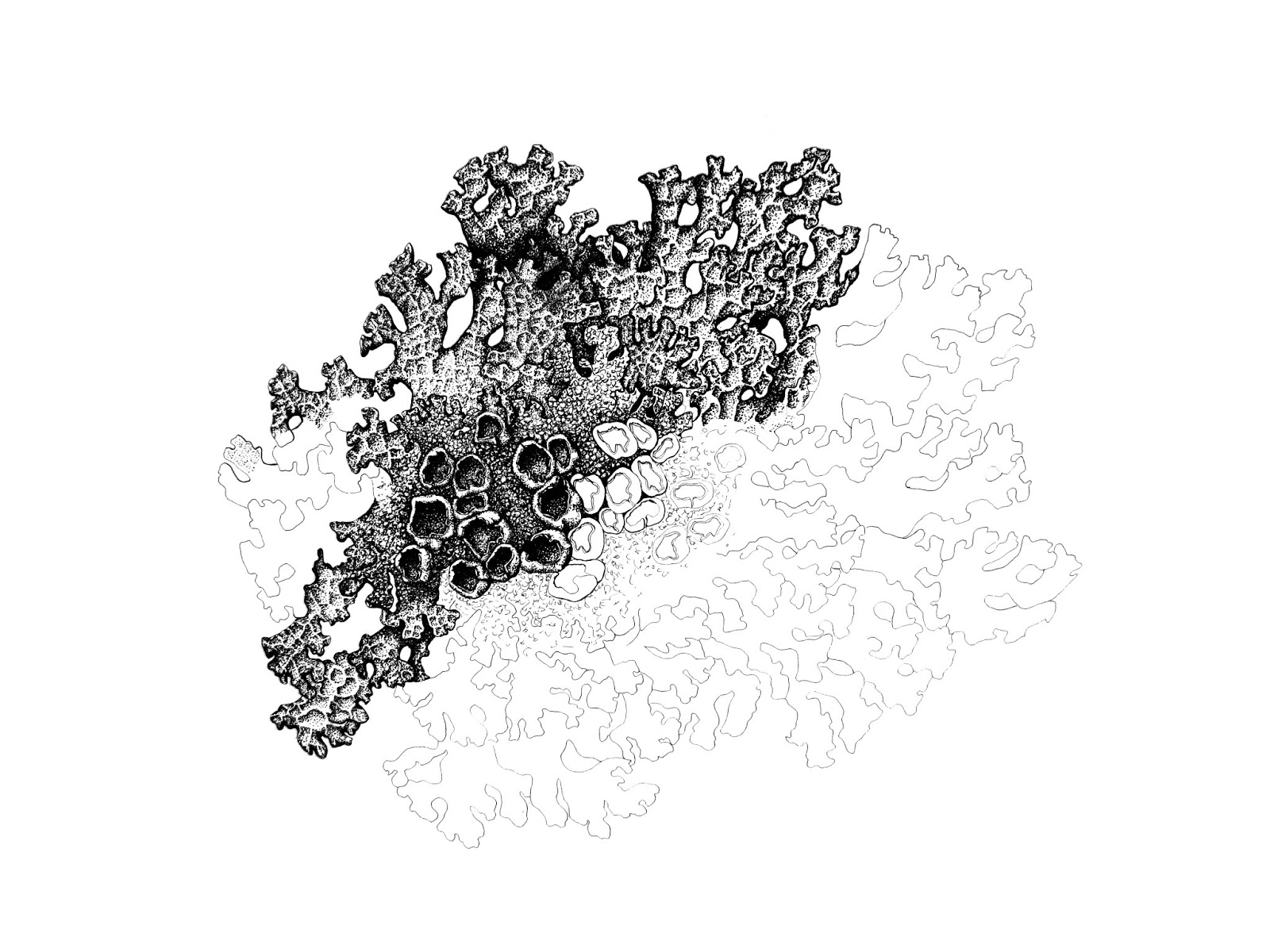 Пармелия лишайник рисунок